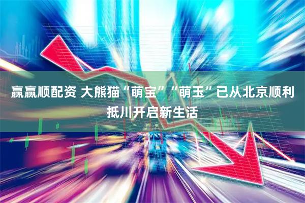 赢赢顺配资 大熊猫“萌宝”“萌玉”已从北京顺利抵川开启新生活